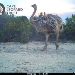 Young ostrich